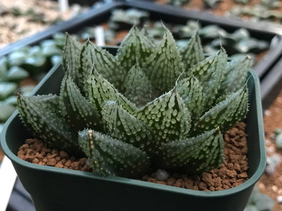 Yahoo!オークション - 33 ハオルチア 多肉植物 闇の森