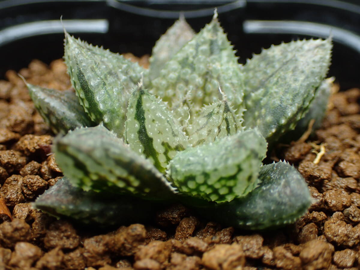 Yahoo!オークション - 33 ハオルチア 多肉植物 闇の森