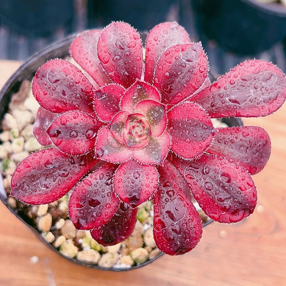 多肉植物 シャネル アエオニウム 美苗 #1 | Pay ID