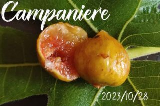 Golden Riverside Fig(UCR 278-128) ゴールデンリバーサイド イチジク