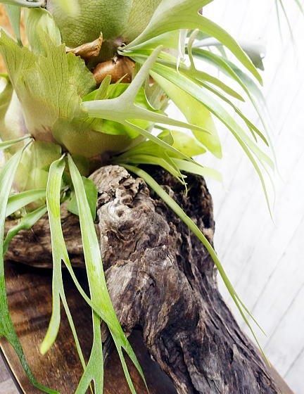 巨大コウモリラン（ビカクシダ）流木仕立て | 1点もの - 観葉植物