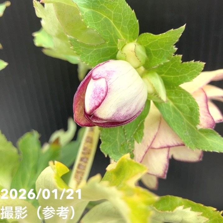 一点物】加藤農園 クリスマスローズ イルミリオン 4.5号（KT25）｜山野