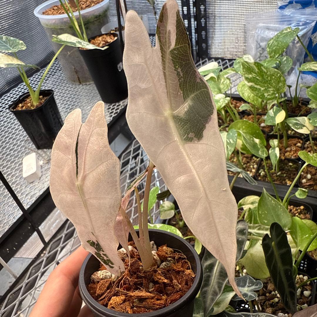 極斑入り アロカシア チャントリエリ ピンク Alocasia chantrieri pink /アロカシア シャントリエリ ピンク④