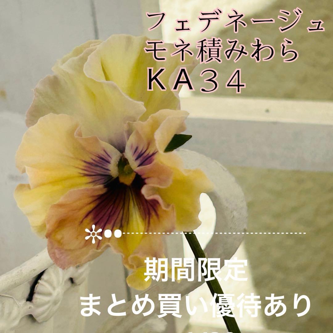 ＫＡ３４♥フェデネージュ モネ積みわら♥人気品種希少♥花苗ポットごと発送♥ ✼••セール中••✼KA34♥フェデネージュ モネ積みわら♥人気品種